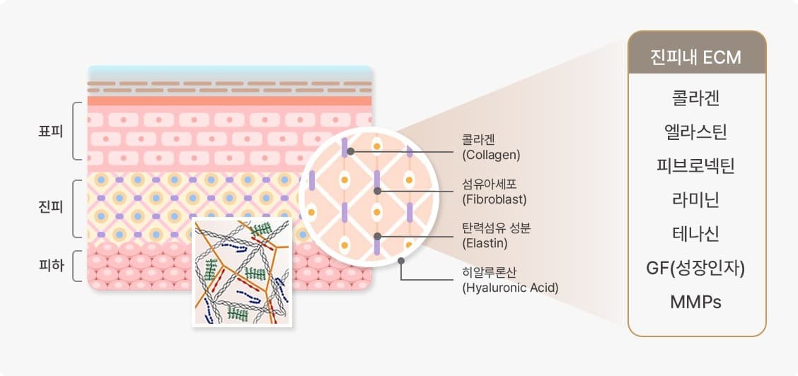 진피층 내 ECM 구성 다이어그램 - 표피·진피·피하 단면과 콜라겐, 엘라스틴, 피브로넥틴, 라미닌, 테나신, GF(성장인자), MMPs